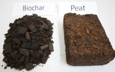 Biochar in alternativa alla torba: Una Soluzione Ecologica e Sostenibile